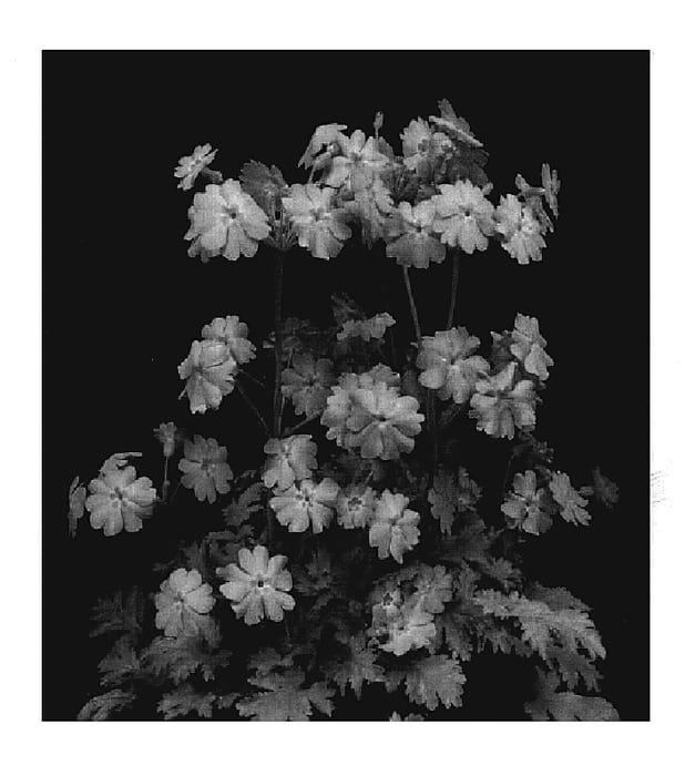 Figure 1 of US plant patent PP20220, the photograph of Thirtyone printed in the patent.
