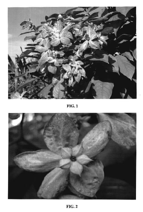 Figure 1 of US plant patent PP20221, the photograph of Marmalade printed in the patent.