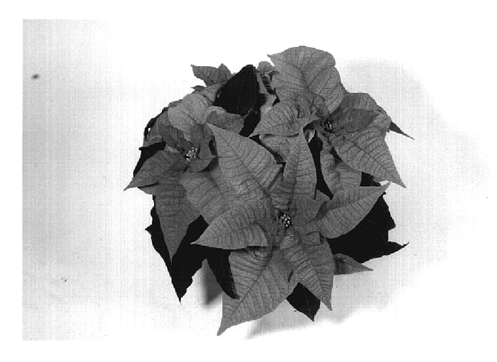 Figure 1 of US plant patent PP20222, the photograph of NPCW07120 printed in the patent.