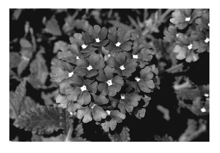 Figure 1 of US plant patent PP20223, the photograph of KLEVP07355 printed in the patent.