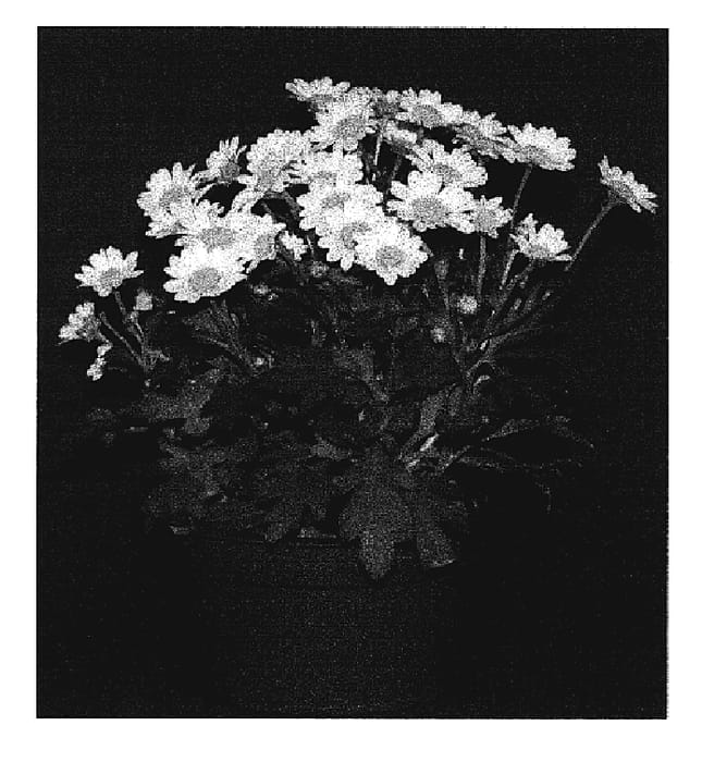 Figure 1 of US plant patent PP20224, the photograph of Frosty Yomistique printed in the patent.