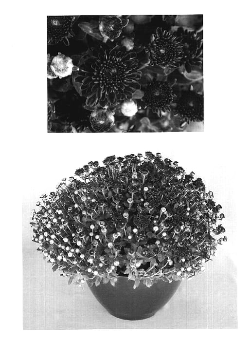 Figure 1 of US plant patent PP20225, the photograph of Cool Yoigloo printed in the patent.