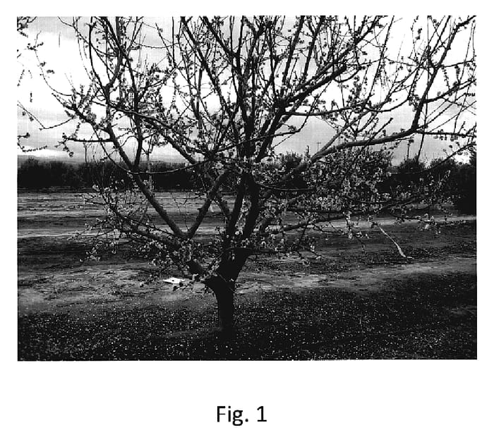 Figure 1 of US plant patent PP20226, the photograph of AC1 printed in the patent.