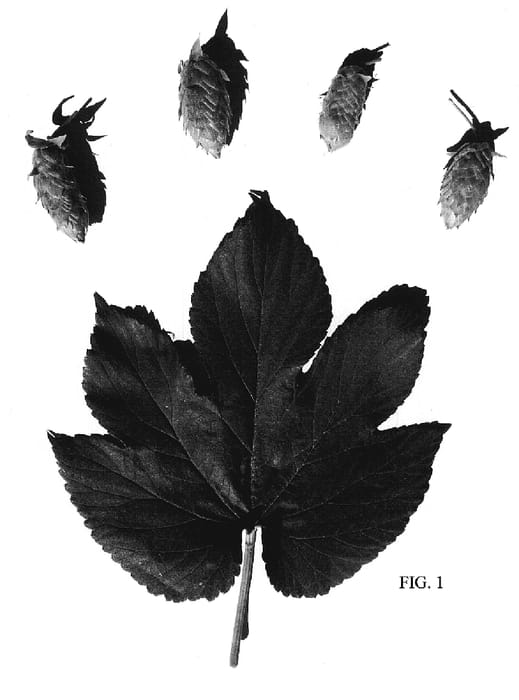 Figure 1 of US plant patent PP20227, the photograph of Super Galena printed in the patent.