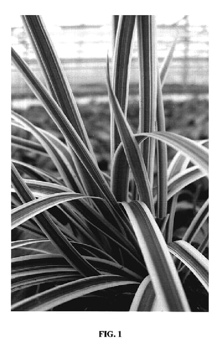 Figure 1 of US plant patent PP20228, the photograph of Ice Ballet printed in the patent.