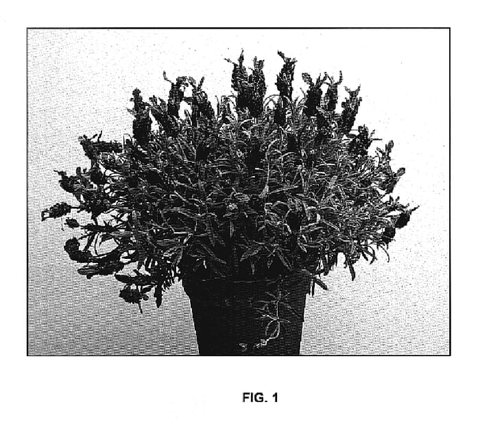 Figure 1 of US plant patent PP20229, the photograph of Silver Summer printed in the patent.