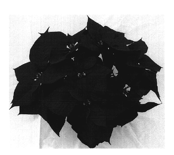 Figure 1 of US plant patent PP20230, the photograph of Floasatur printed in the patent.