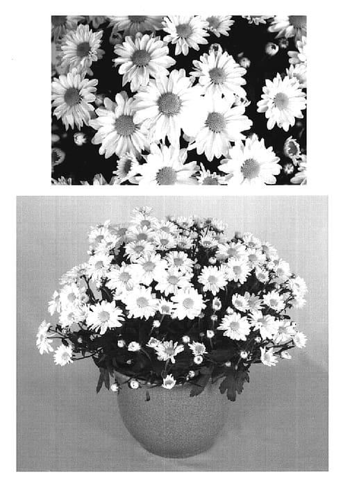 Figure 1 of US plant patent PP20231, the photograph of Yovanna printed in the patent.
