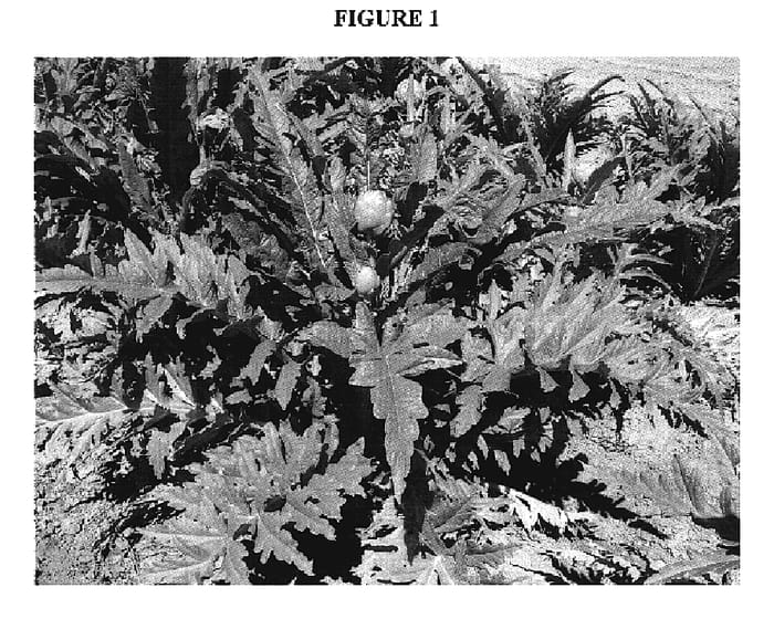 Figure 1 of US plant patent PP20232, the photograph of PS-MSG0417 printed in the patent.