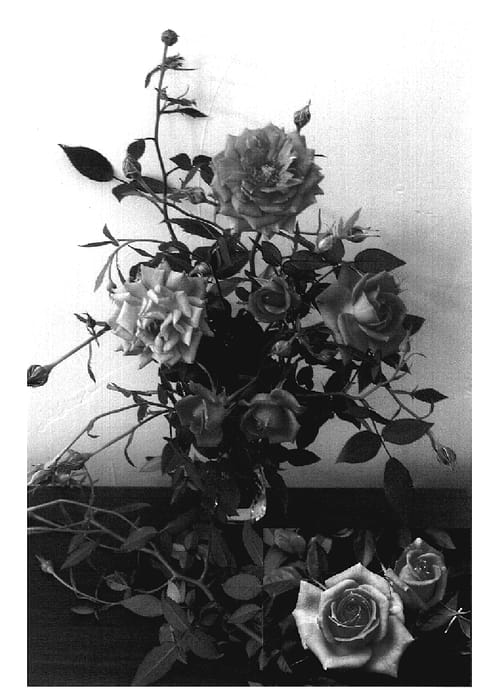 Figure 1 of US plant patent PP20233, the photograph of SAVasleep printed in the patent.