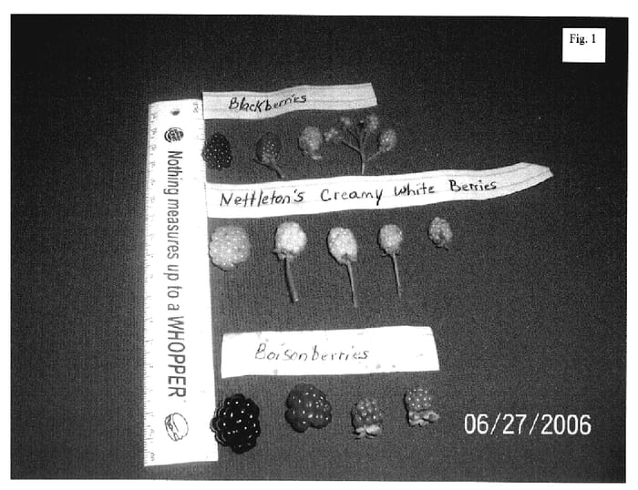 Figure 1 of US plant patent PP20234, the photograph of Nettleton Creamy White printed in the patent.