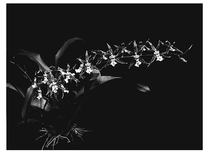 Figure 1 of US plant patent PP20235, the photograph of White Knight printed in the patent.