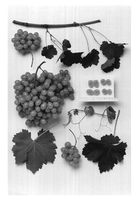 Figure 1 of US plant patent PP20236, the photograph of Sheegene-9 printed in the patent.
