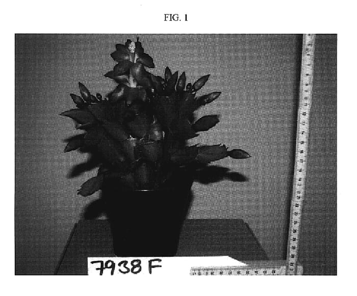 Figure 1 of US plant patent PP20237, the photograph of CARNEVAL BRAZIL printed in the patent.