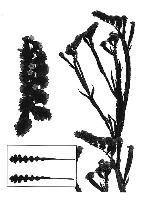 Figure 1 of US plant patent PP20238, the photograph of Esm Julio printed in the patent.