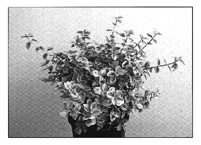 Figure 1 of US plant patent PP20239, the photograph of Markie printed in the patent.