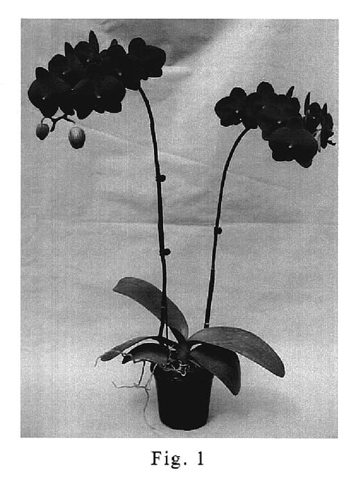 Figure 1 of US plant patent PP20240, the photograph of SOGO F1548 printed in the patent.