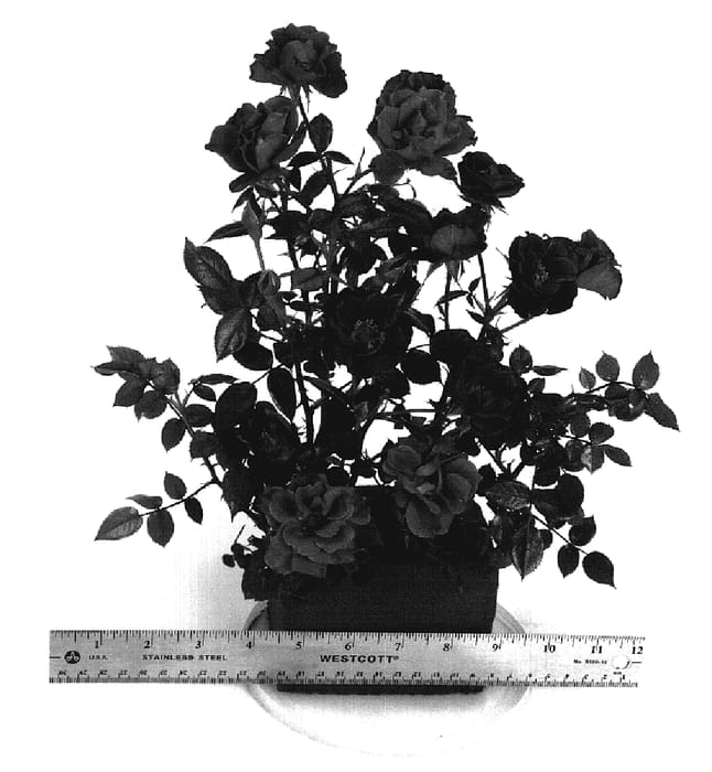 Figure 1 of US plant patent PP20241, the photograph of WEKwapunk printed in the patent.