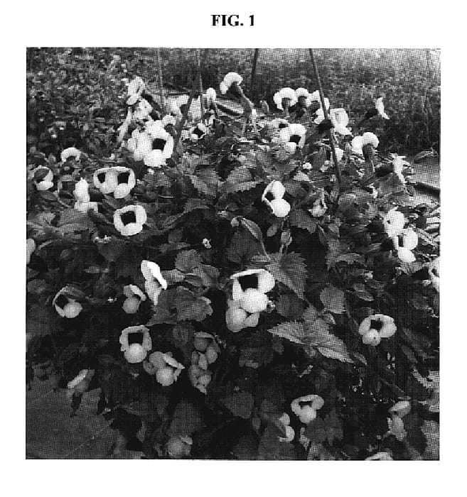 Figure 1 of US plant patent PP20242, the photograph of DANCAT266 printed in the patent.