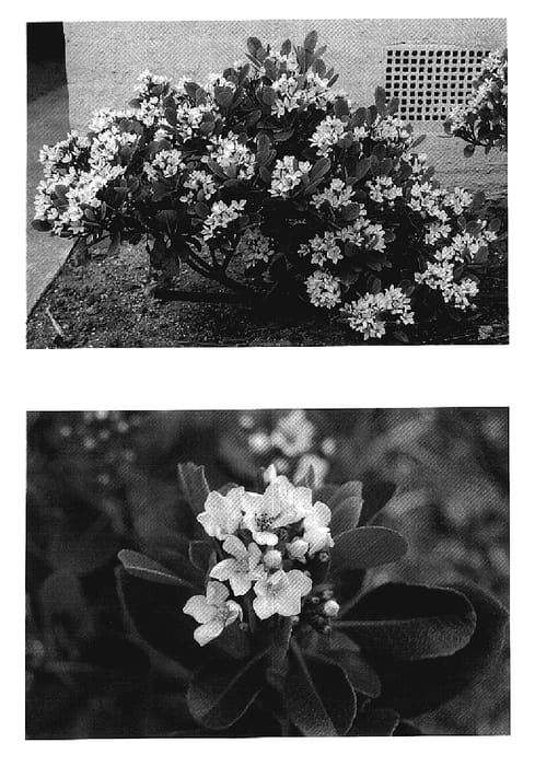 Figure 1 of US plant patent PP20243, the photograph of Parhap printed in the patent.