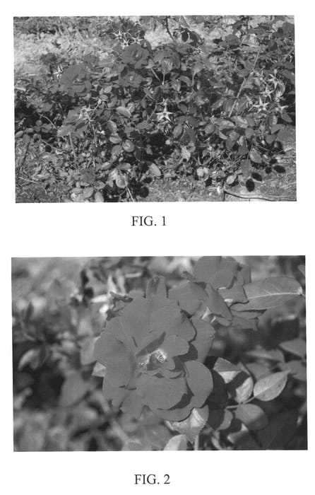 Figure 1 of US plant patent PP20244, the photograph of Radliv printed in the patent.
