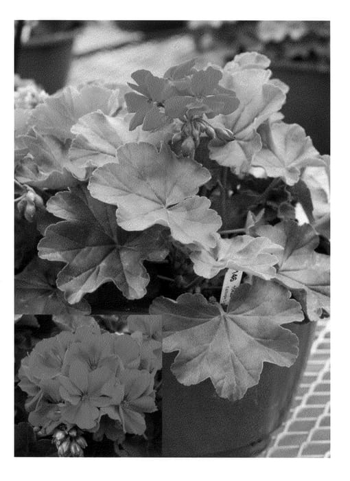 Figure 1 of US plant patent PP20245, the photograph of Amri Trared printed in the patent.