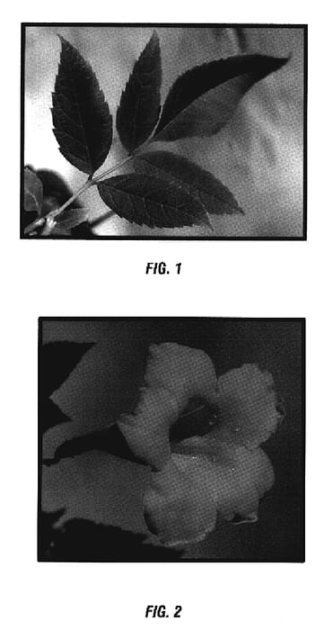 Figure 1 of US plant patent PP20246, the photograph of Mnstapbe printed in the patent.