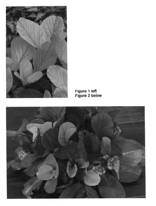 Figure 1 of US plant patent PP20247, the photograph of Lunar Glow printed in the patent.