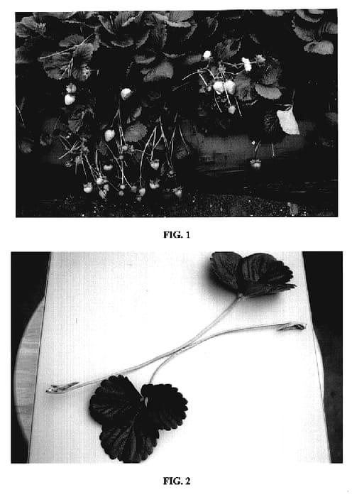 Figure 1 of US plant patent PP20248, the photograph of DrisStrawFive printed in the patent.