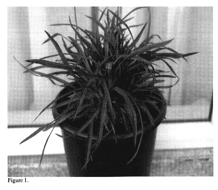 Figure 1 of US plant patent PP20249, the photograph of PHOS2 printed in the patent.