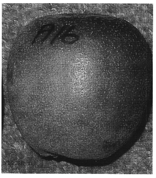 Figure 1 of US plant patent PP20250, the photograph of Skelton A16 printed in the patent.