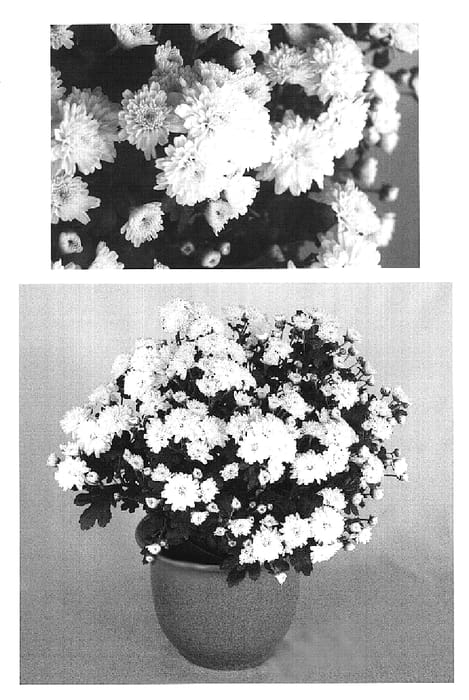 Figure 1 of US plant patent PP20251, the photograph of Frosty Yoigloo printed in the patent.