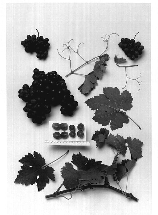 Figure 1 of US plant patent PP20252, the photograph of Sheegene-12 printed in the patent.