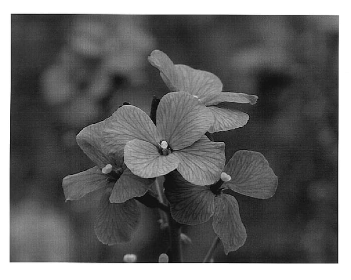 Figure 1 of US plant patent PP20253, the photograph of Jenny Brook printed in the patent.
