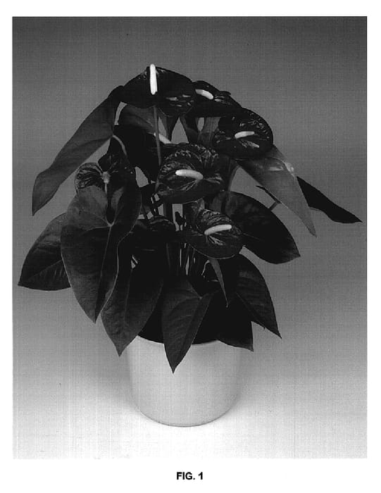 Figure 1 of US plant patent PP20254, the photograph of Antholodoj printed in the patent.