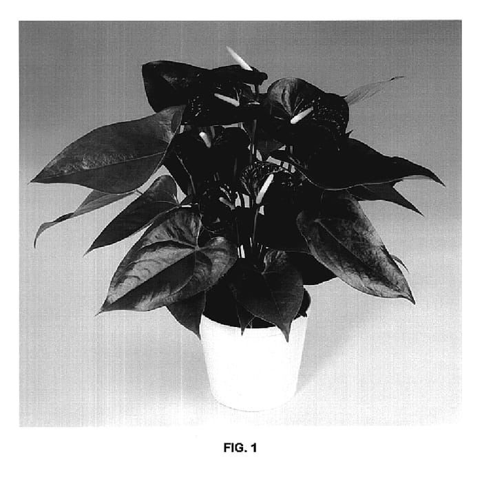 Figure 1 of US plant patent PP20255, the photograph of Anthcimwi printed in the patent.