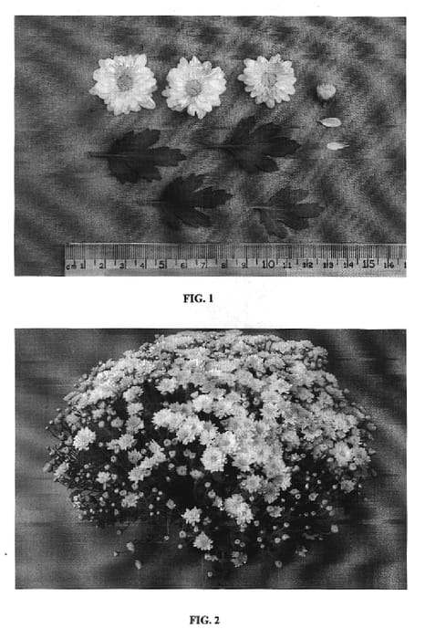 Figure 1 of US plant patent PP20256, the photograph of Sunno Yellow printed in the patent.