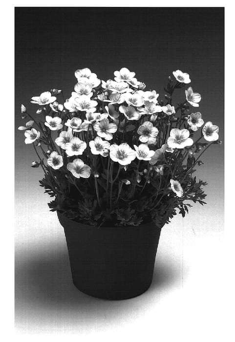 Figure 1 of US plant patent PP20257, the photograph of Rocklarwhi printed in the patent.