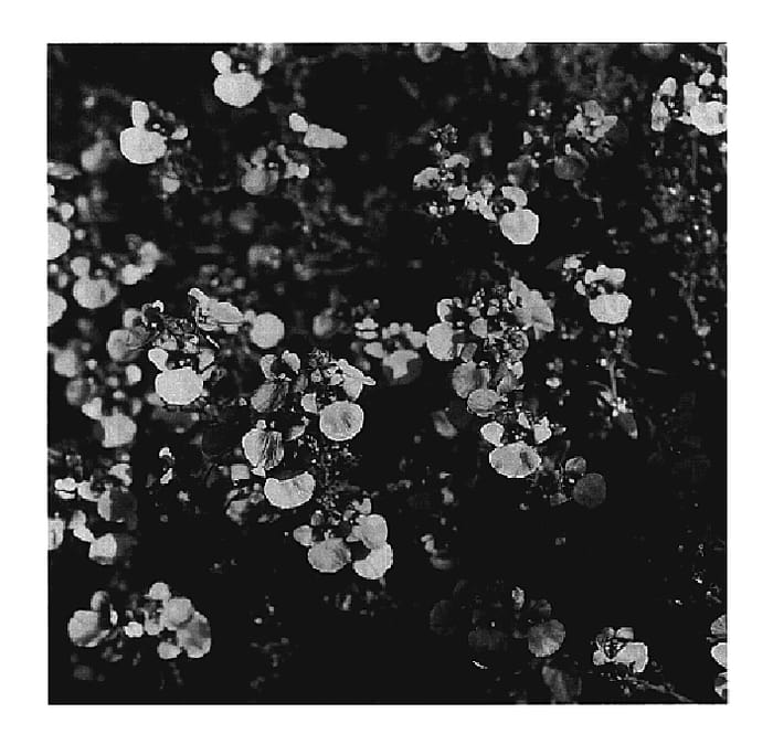 Figure 1 of US plant patent PP20258, the photograph of KLEDB06039 printed in the patent.
