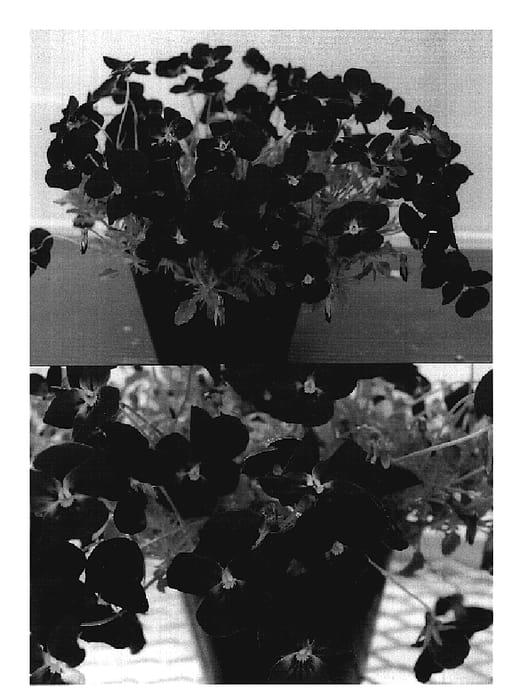 Figure 1 of US plant patent PP20259, the photograph of Sunviopapu printed in the patent.