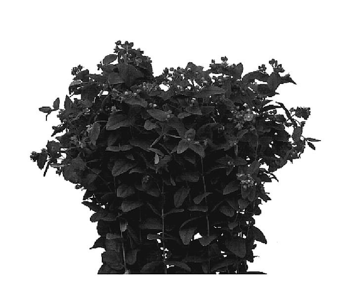 Figure 1 of US plant patent PP20260, the photograph of Esm Kalua printed in the patent.