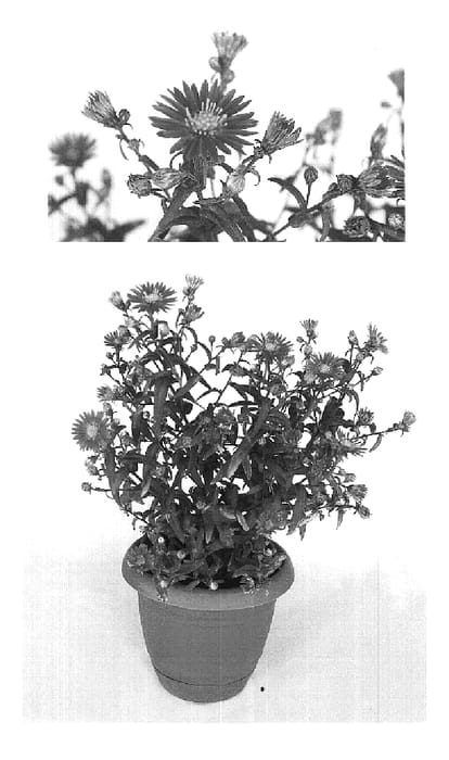 Figure 1 of US plant patent PP20261, the photograph of Yohazy printed in the patent.