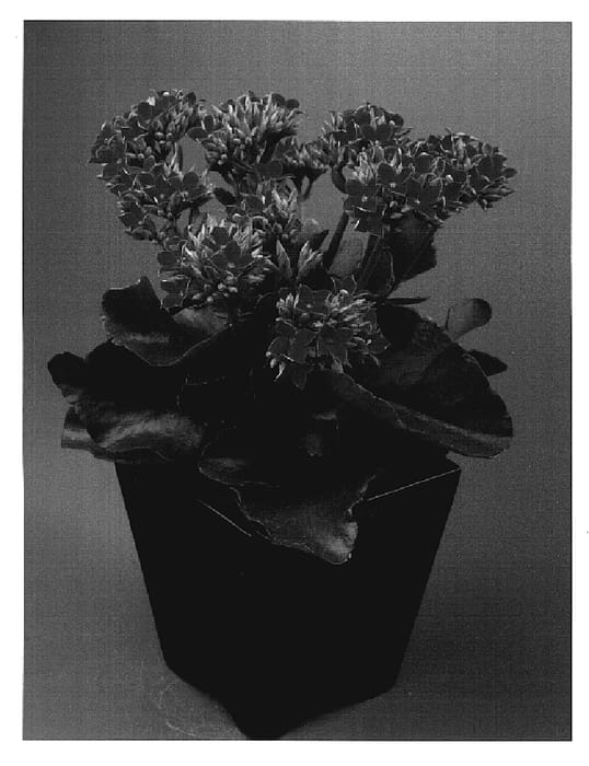 Figure 1 of US plant patent PP20262, the photograph of Patrice printed in the patent.