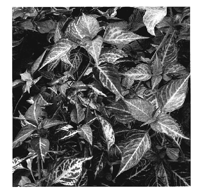 Figure 1 of US plant patent PP20263, the photograph of Mai Tai printed in the patent.
