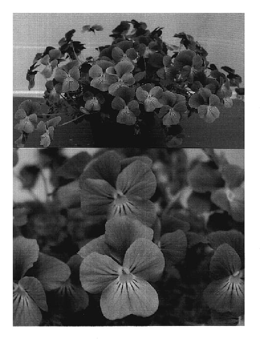 Figure 1 of US plant patent PP20264, the photograph of Sunviolabu printed in the patent.