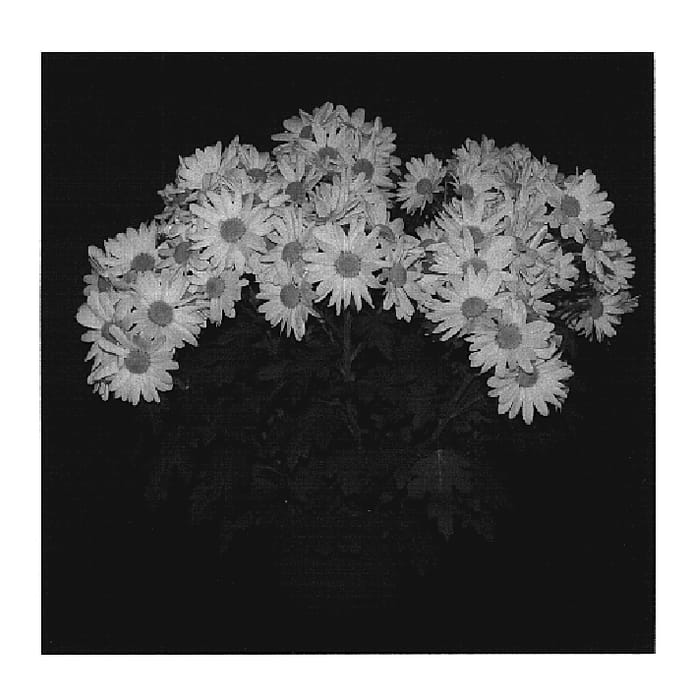 Figure 1 of US plant patent PP20265, the photograph of Yellow Yocupertino printed in the patent.
