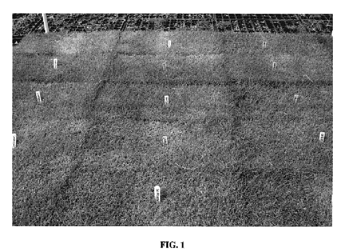 Figure 1 of US plant patent PP20266, the photograph of Shadow Turf printed in the patent.