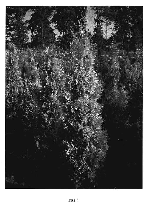 Figure 1 of US plant patent PP20267, the photograph of Daniellow printed in the patent.