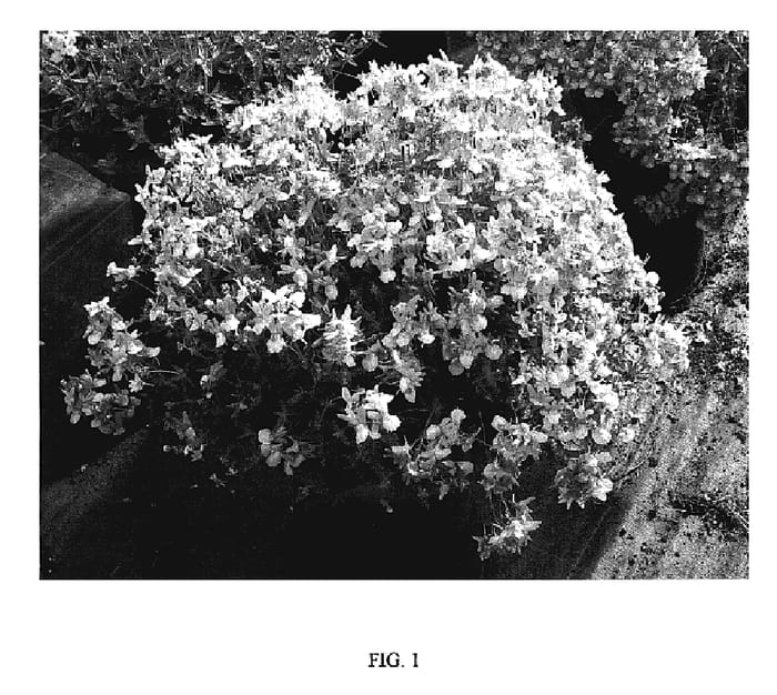 Figure 1 of US plant patent PP20268, the photograph of Pendrop printed in the patent.
