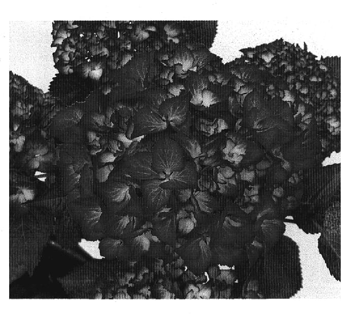 Figure 1 of US plant patent PP20269, the photograph of Sidaselm printed in the patent.